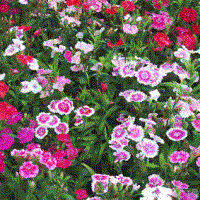 clavelina planta rastrera con flor colores clavelina planta rastrera con flor colores