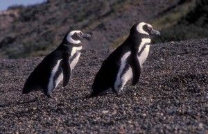JEAL0186 Magellanic Penguin Spheniscus magellanicus Chubut Patagonia
