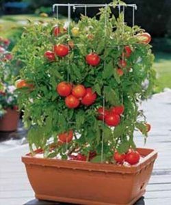 tomate en maseta