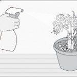 regar las plantas en invierno regar las plantas en invierno