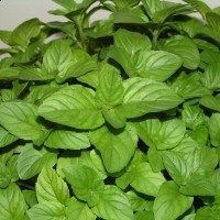 Menta Menta