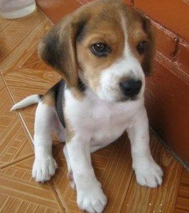 cachorro beagle adiestrar