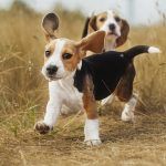 beagle corriendo