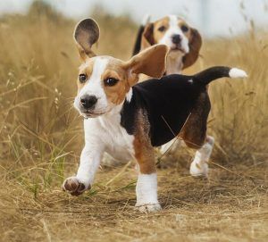 beagle corriendo