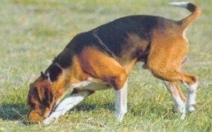 beagle harrier 01