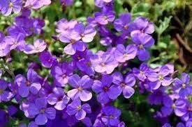 Plantas con flores violetas