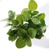 oregano oregano