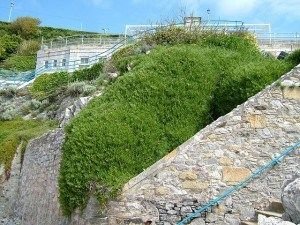plant carpobrotus edulis hottentot fig habitat 08 08 05