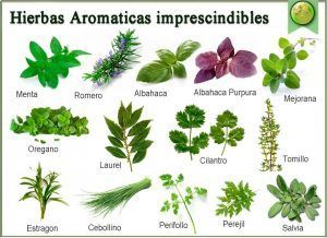 plantas aromaticas mas usadas en la cocina