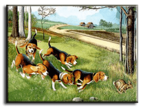 perro de caza beagle