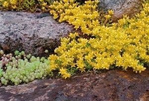 sedum acre
