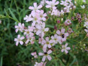 Alborada planta rastrera con flor