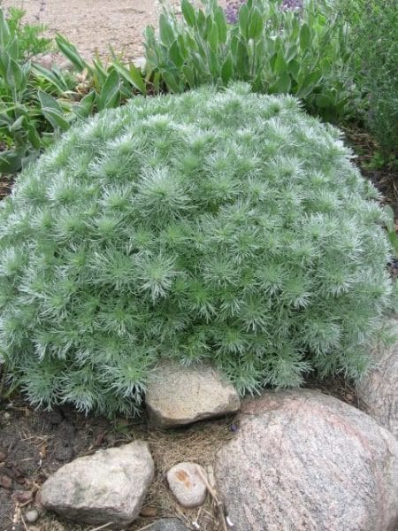 Artemisia planta