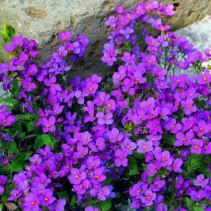 arabis planta rastrera purpura