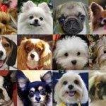 razas de perros miniaturas