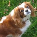 Cavalier King Charles Spaniel - Perro de raza pequeña
