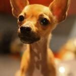 Chihuahua - Perro de raza pequeña