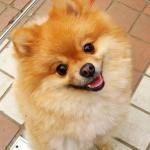 Pomerania - Perro de raza pequeña
