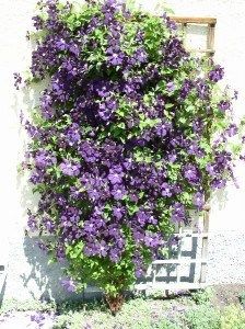 Decora tu patio con esta planta, clematis etoile violette