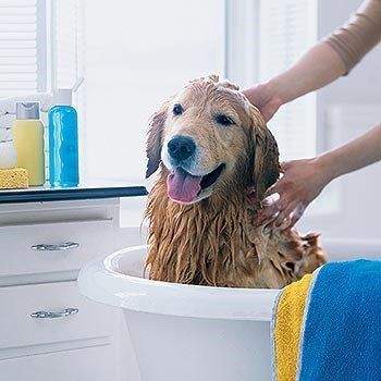 Como bañar a tu perro sin que se queje