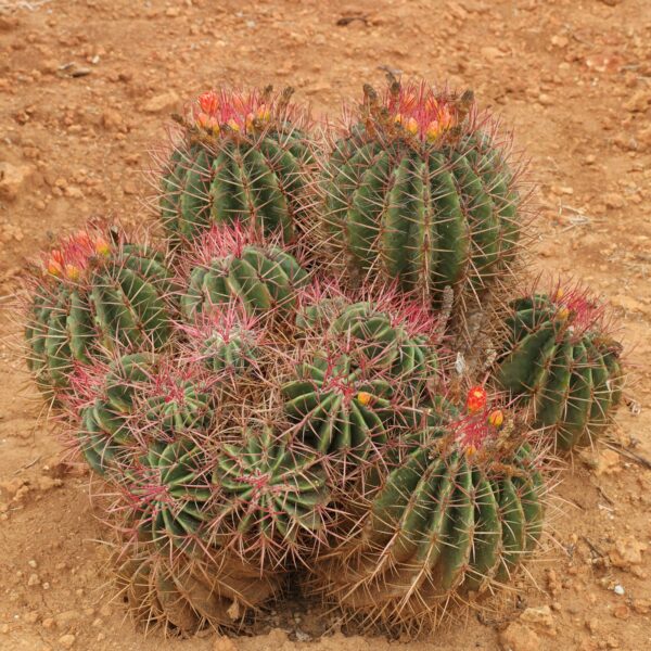 Cactus Barril Ferocactus