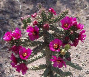 Cactus Cholla Cylindropuntia fulgida