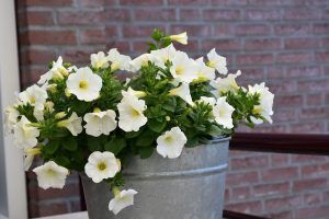 decorar con petunias blancas