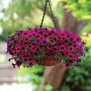 decorar con petunias colgantes en macetas