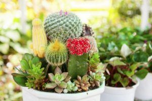 macetas con cactus y suculentas