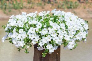 petunias blancas colgantes