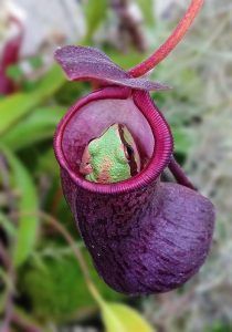 planta carnivora comiendo