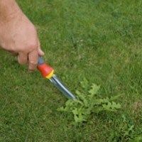 Haz esto para quitar las malas hierbas de tu jardín