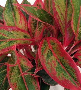 Aglaonema creta