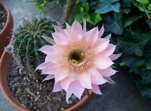 cactus con flor