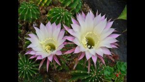 cactus flor rosa