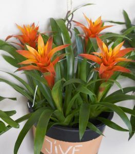 guzmania naranja y amarilla