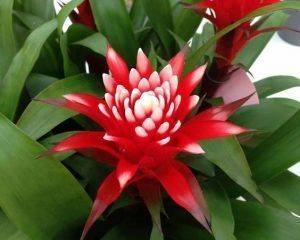 La Guzmania - Guzmania lingulata