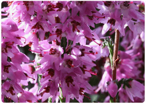 Flores de Bach Heather Brezo