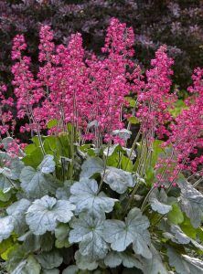 Heuchera micrantha flor de invierno