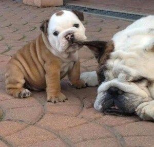 Bulldog puppy biting an ear.