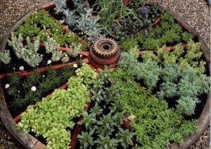 plantas aromaticas en el jardin