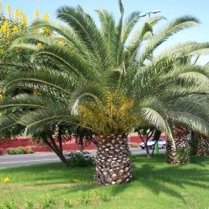 palmera canaria