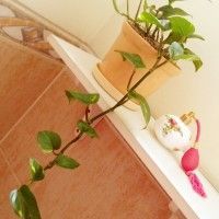 plantas decorativa para el baño