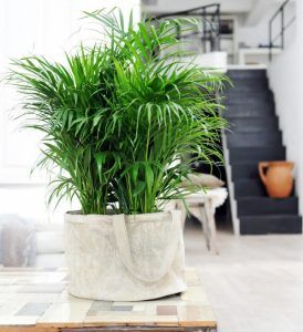 Areca Palma planta para decorar el interior
