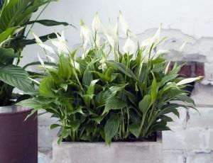 Espatifilo planta para decorar el interior