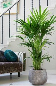 Palmera de Bambu decorar con plantas el hogar