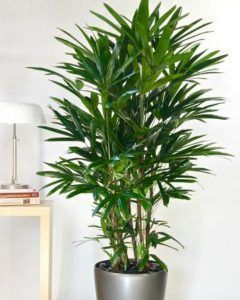 palmera china plantas que decoran y purifican