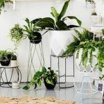 plantas para decorar el interior del hogar