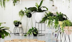 plantas para decorar el interior del hogar