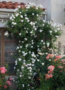Decoracion de jardines con rosas